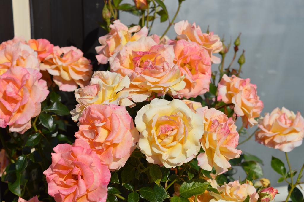 Bed and Breakfast Mamoucafecouette Roz-sur-Couesnon Exterior foto